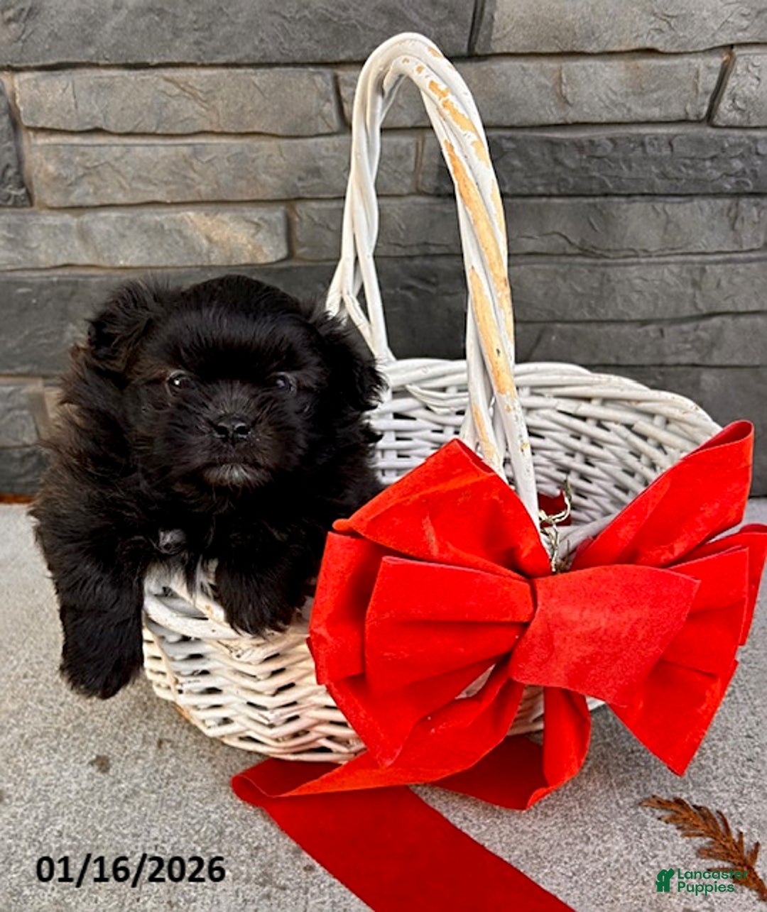 Mixed Breed dogs for sale: Teddy - Ad 3