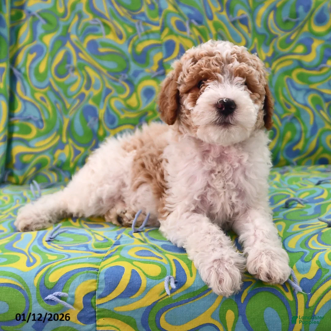 Goldendoodle dogs for sale: Holly - Ad 4