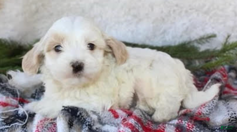 Maltipoo dogs Maltipoo Puppy 1 - Ad 2