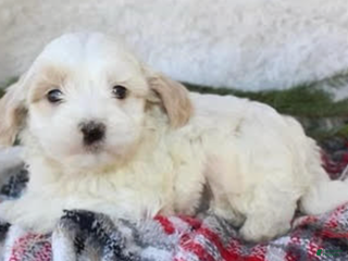 Maltipoo dogs Maltipoo Puppy 1 - Ad 38