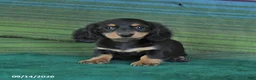 Miniature Dachshund dogs for sale: Roxie - Ad 3