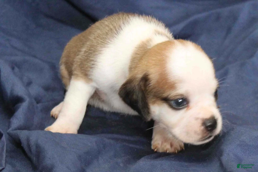 Puggle dogs for sale: Anakin - Ad 2