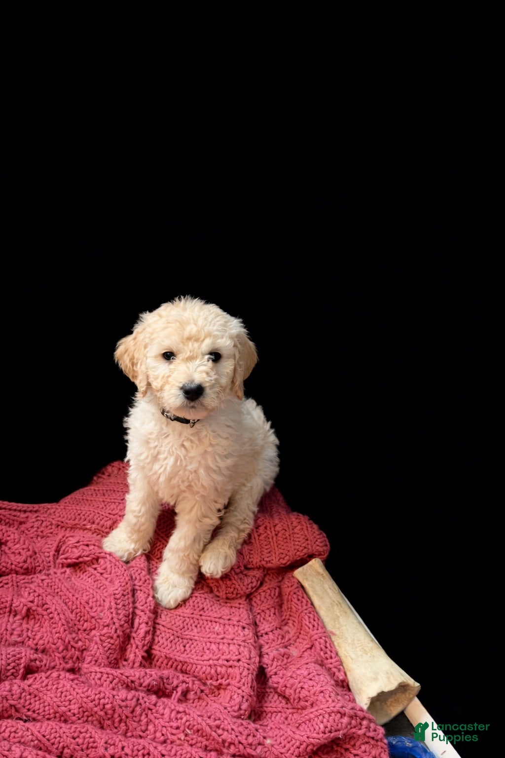 Goldendoodle dogs Black - Ad 25