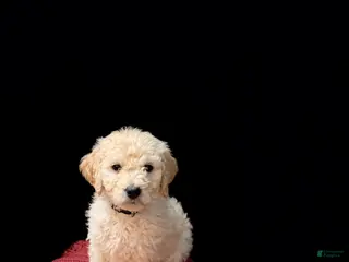 Goldendoodle dogs Black - Ad 25
