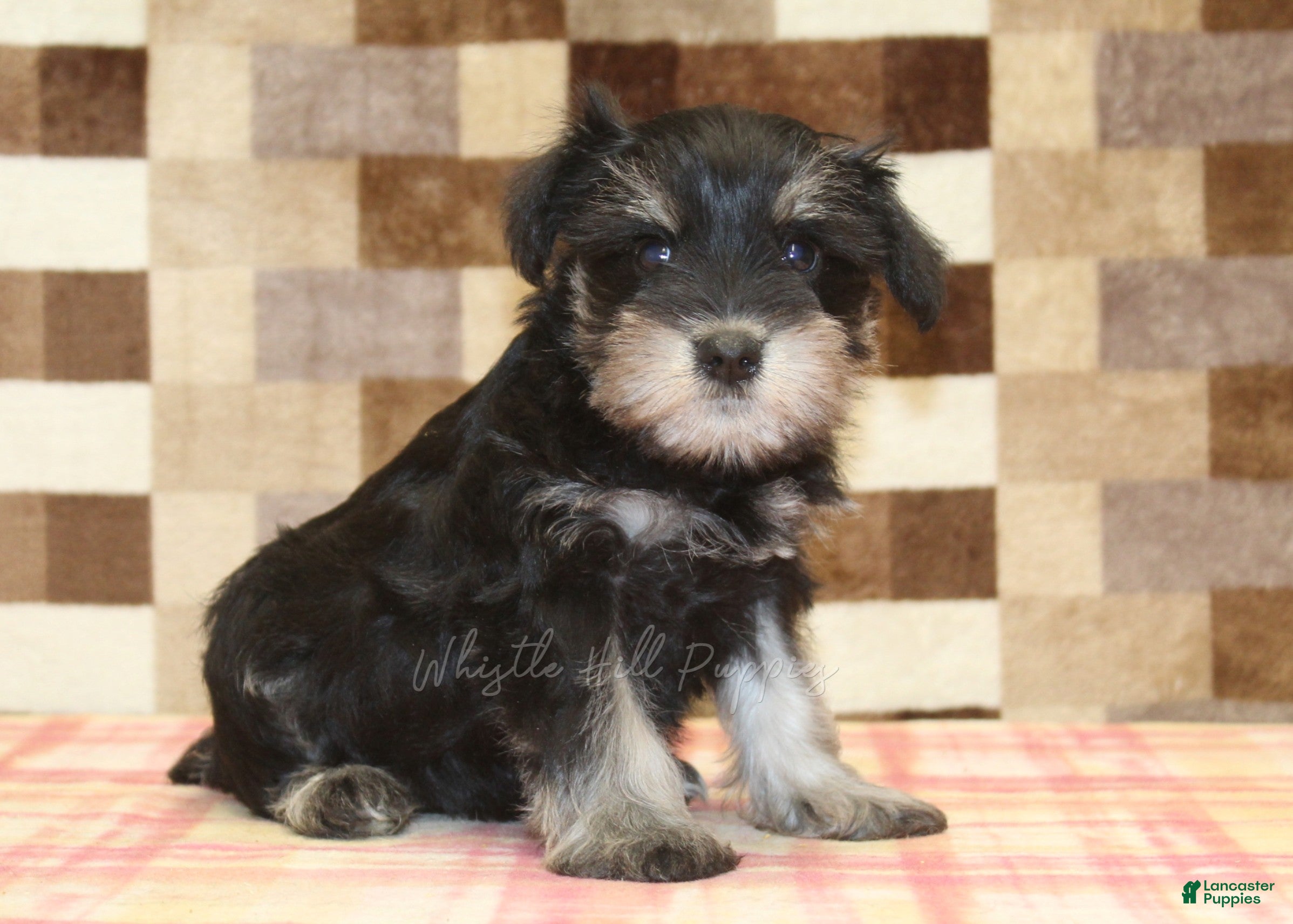 Miniature Schnauzer dogs Emma - Ad 1