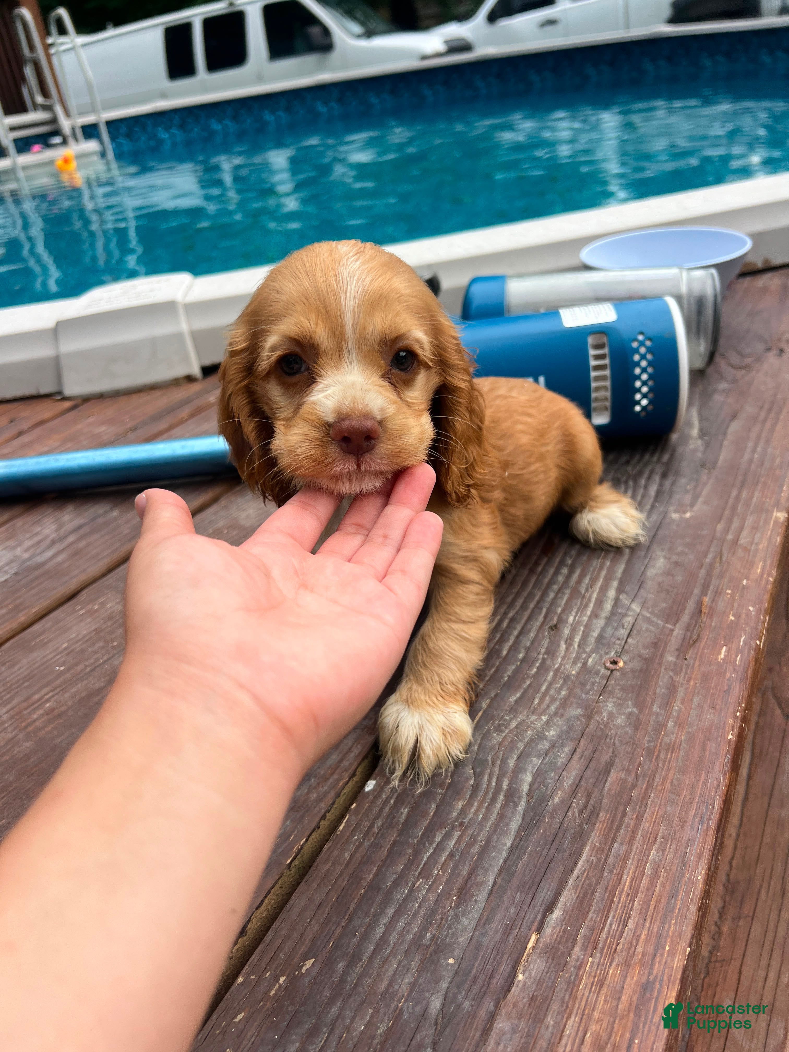 Cocker Spaniel dogs Hazel - Ad 22