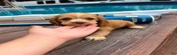 Cocker Spaniel dogs for sale: Hazel - Ad 1