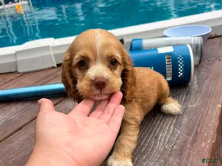 Cocker Spaniel dogs Hazel - Ad 7