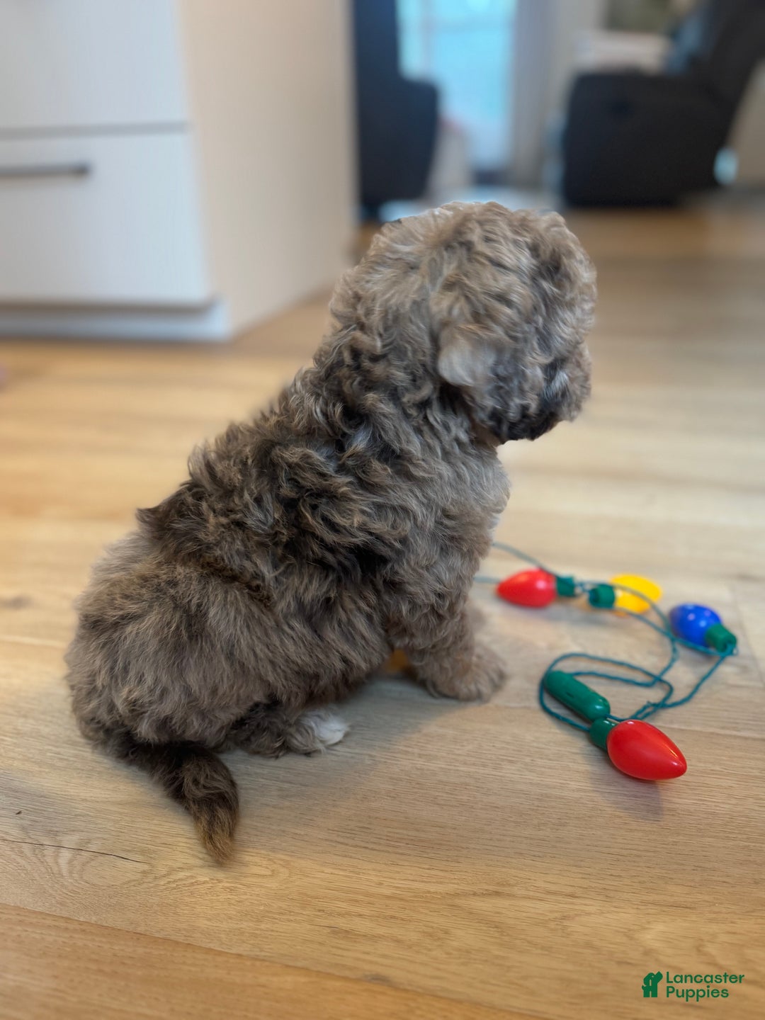 Mini Goldendoodle dogs for sale: Charlie - Ad 4