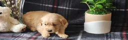 Golden Retriever dogs for sale: Lindsey - Ad 6