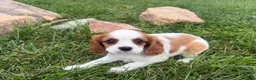 Cavalier King Charles Spaniel dogs for sale: Leah - Ad 13