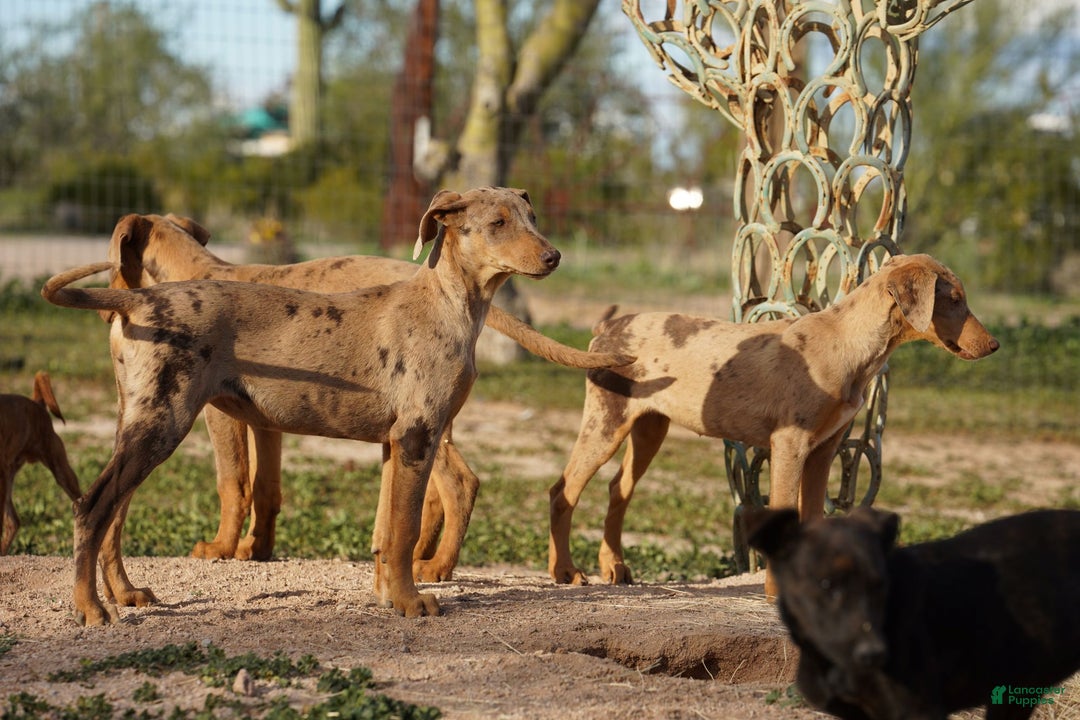 Mixed Breed dogs for sale: POL Lilac Fawn Merle F RT - Ad 18