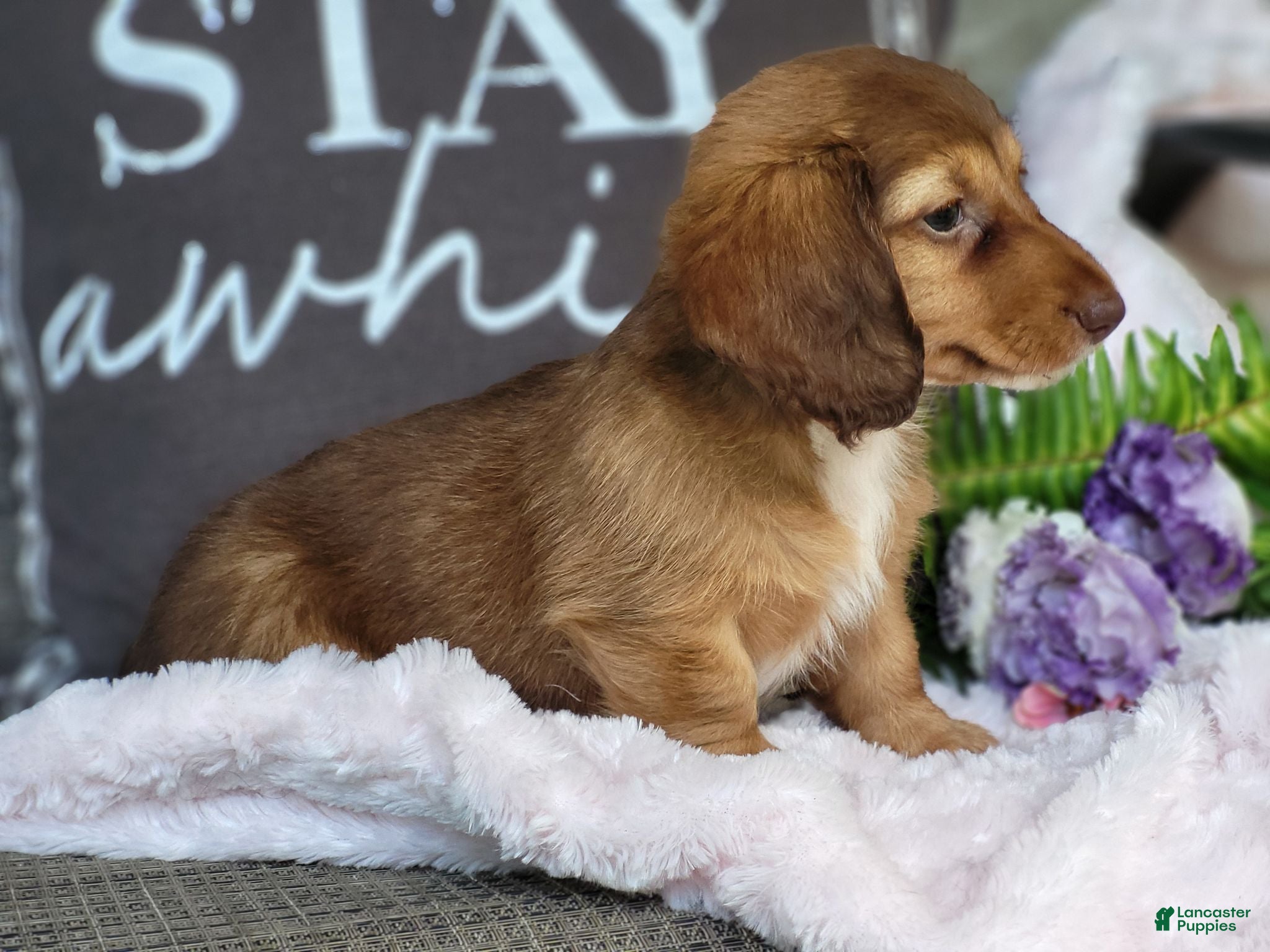 Dachshund dogs Willow  - Ad 2