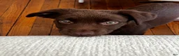 Labrador Retriever dogs for sale: Mocha - Ad 1