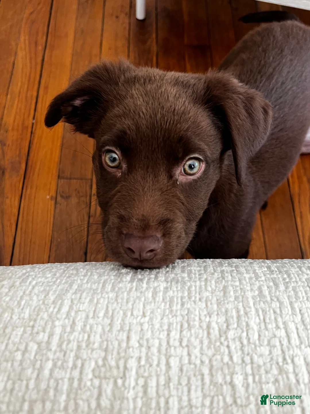 Labrador Retriever dogs for sale: Mocha - Ad 1