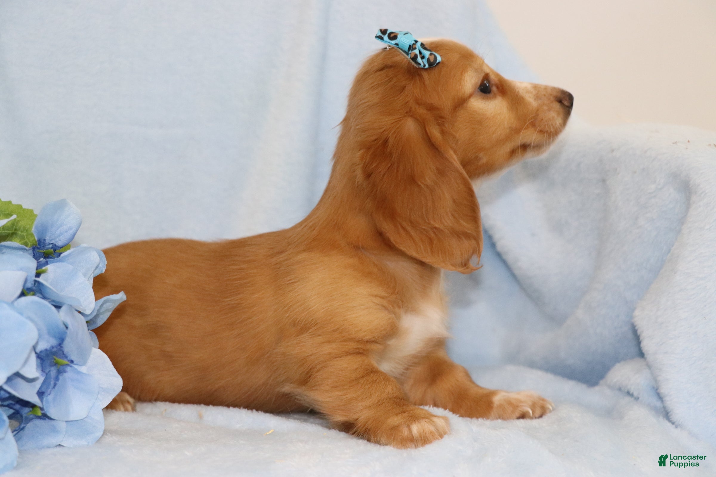 Miniature Dachshund dogs Fawn  - Ad 2