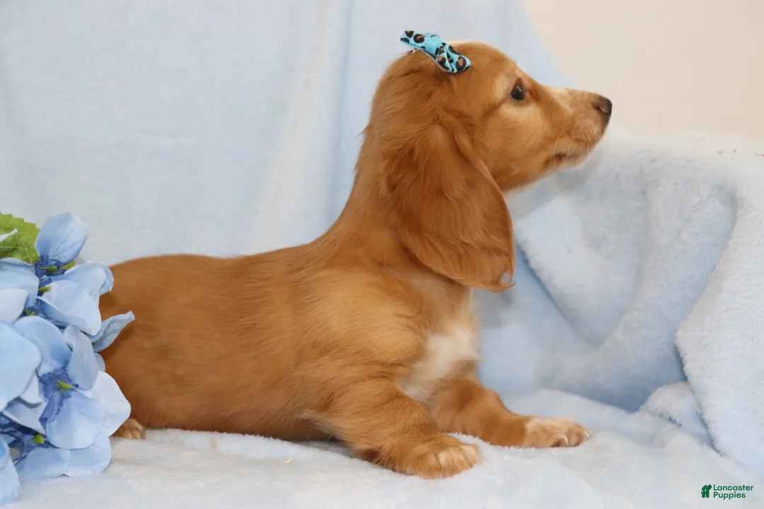 Miniature Dachshund dogs for sale: Fawn  - Ad 2