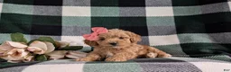 Bichpoo dogs for sale: Roxanna 9 lbs Full Grown - Ad 7