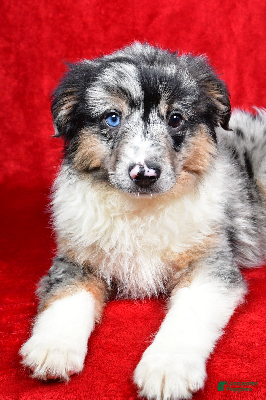Miniature Australian Shepherd dogs for sale: Wiggles - Ad 3
