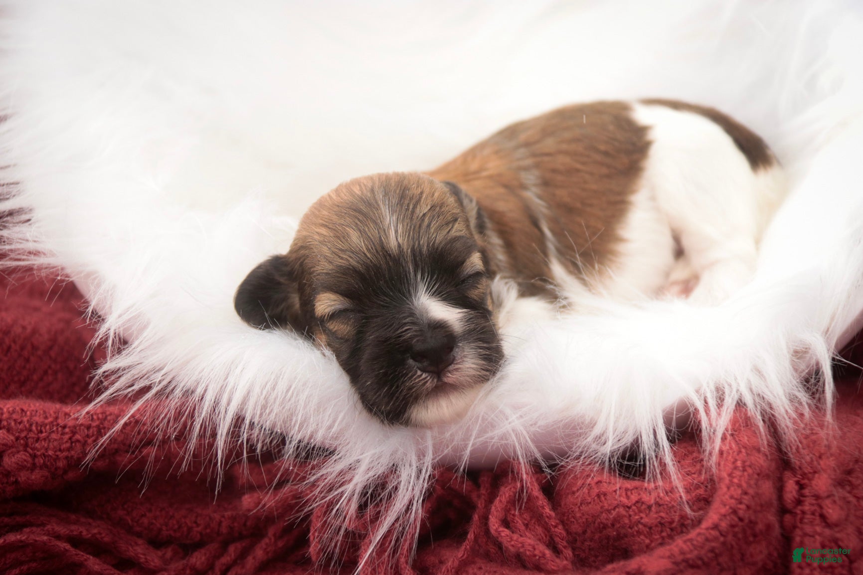 Havanese dogs Scout Havanese  - Ad 2