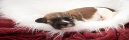 Havanese dogs for sale: Scout Havanese  - Ad 2