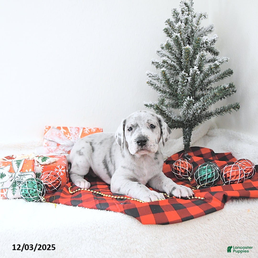 Great Dane dogs for sale: Iris - Ad 1