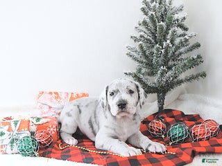 Great Dane dogs Iris - Ad 9