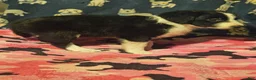 Chihuahua dogs for sale: Noddy (T-Cup) - Ad 3