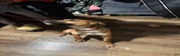Gerberian Shepsky dogs for sale: Simba  - Ad 2