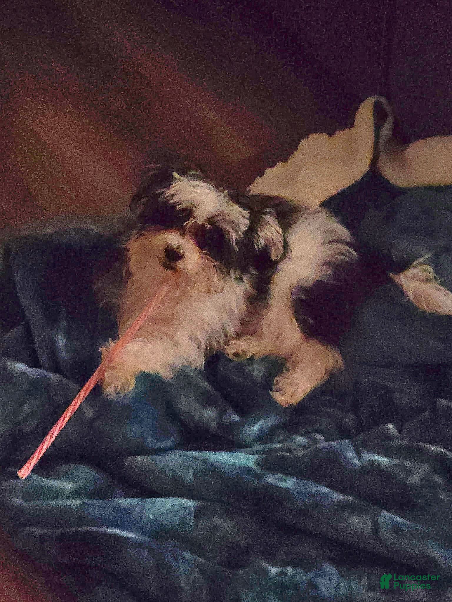 Morkie dogs Buddy - Ad 2