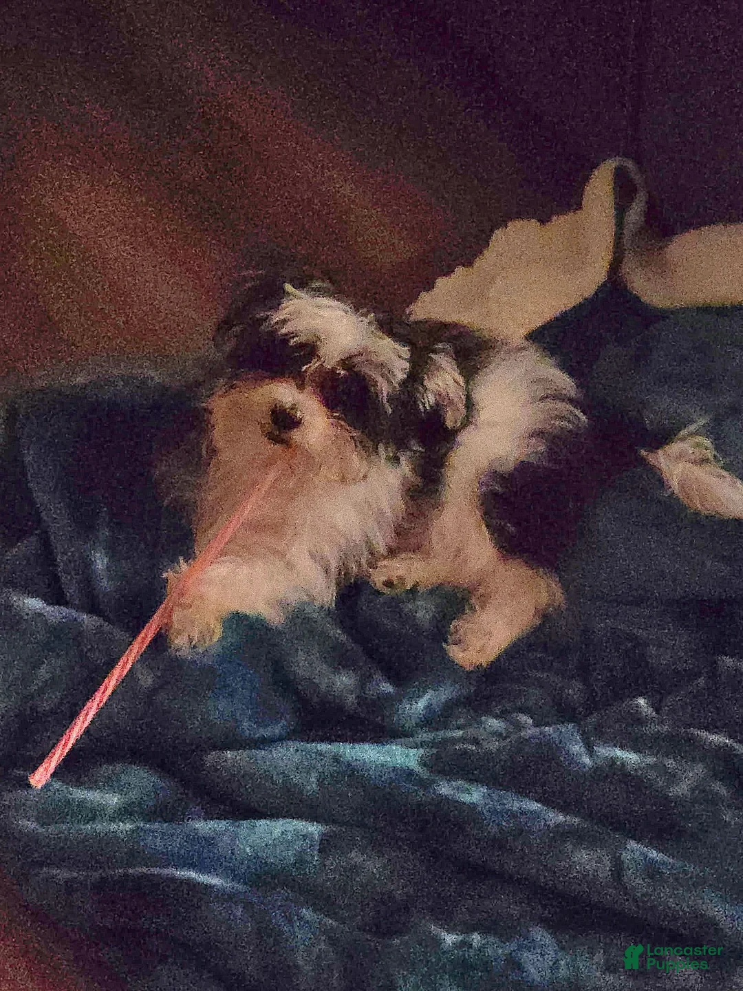 Morkie dogs for sale: Buddy - Ad 2