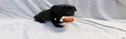 Cane Corso dogs for sale: Ketch AKC orange/teal collar - Ad 21