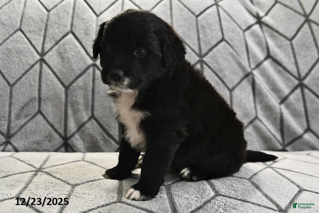 Portuguese Water Dog dogs for sale: Dimples - Ad 13
