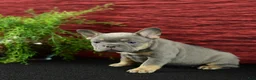 French Bulldog dogs for sale: Bella - Ad 2
