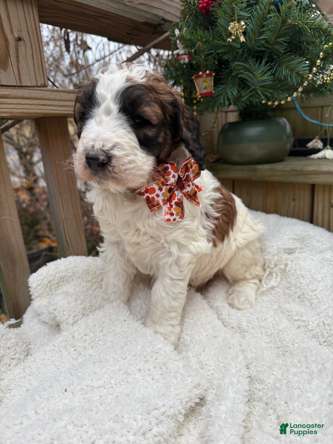 Saint Berdoodles dogs for sale: Banjo - Ad 2