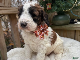 Saint Berdoodles dogs Banjo - Ad 38