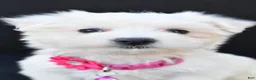 Maltese dogs for sale: Beauty - Ad 10