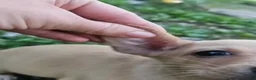 Chiweenie dogs for sale: Chiweenie Puppy 1 - Ad 2