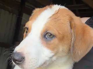 Mixed Breed dogs Daisy - Ad 20