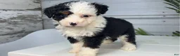 Mini Bernedoodle dogs for sale: Bubba - Ad 3