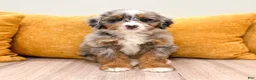 Mini Bernedoodle dogs for sale: Katie - Ad 3