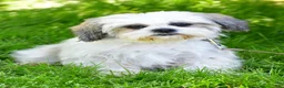 Shih Tzu dogs for sale: Manny - Ad 8