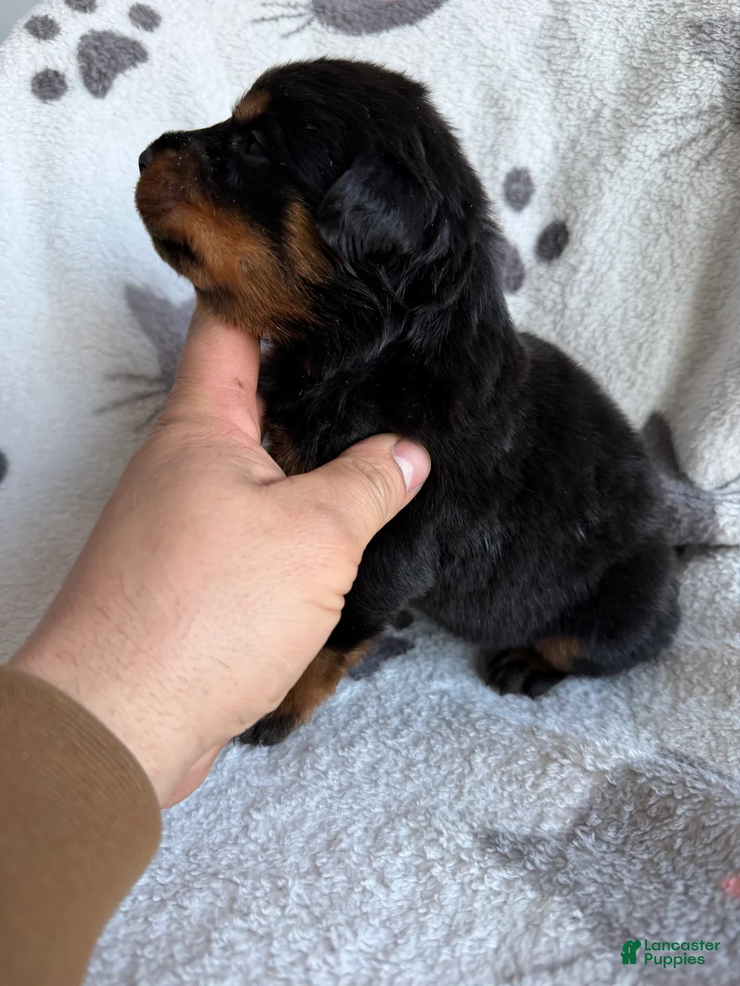 Rottweiler dogs for sale: Sky - Ad 6