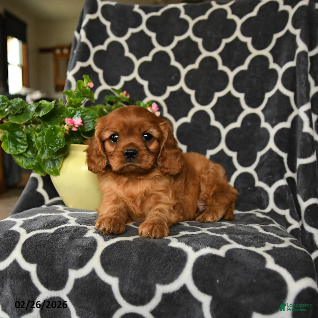 Cavalier King Charles Spaniel dogs for sale: Redhead - Ad 3