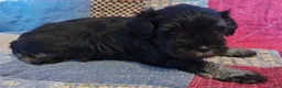 Miniature Schnauzer dogs for sale: Boy 1 - Ad 7