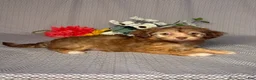 Havapoo dogs for sale: Alice - Ad 5