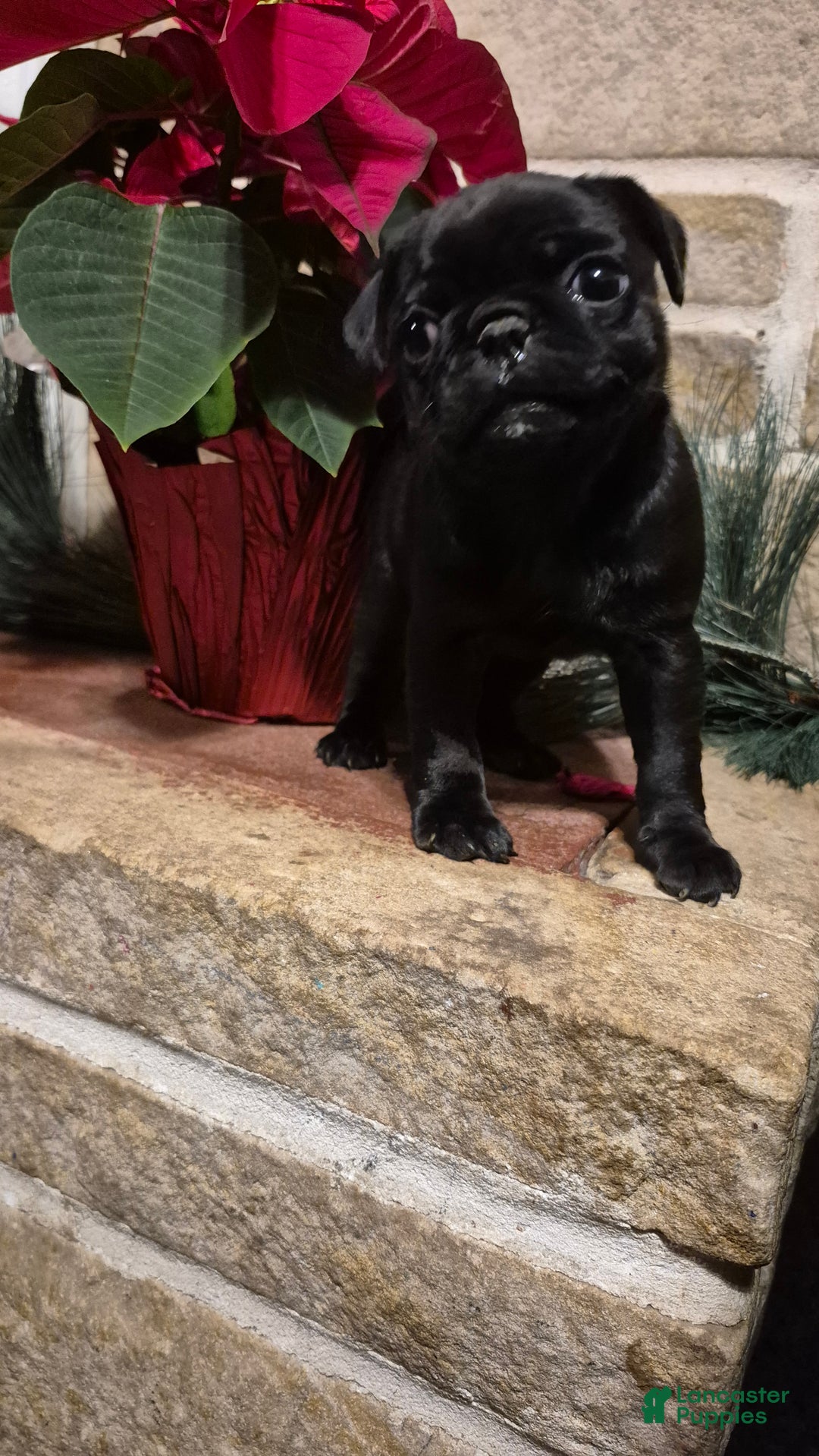 Pug dogs for sale: Pug Puppy 2 - Ad 6