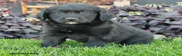 Mixed Breed dogs for sale: Chance - Ad 4