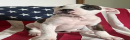 American Bully dogs for sale: American Bully 4.   (Nebula) - Ad 9