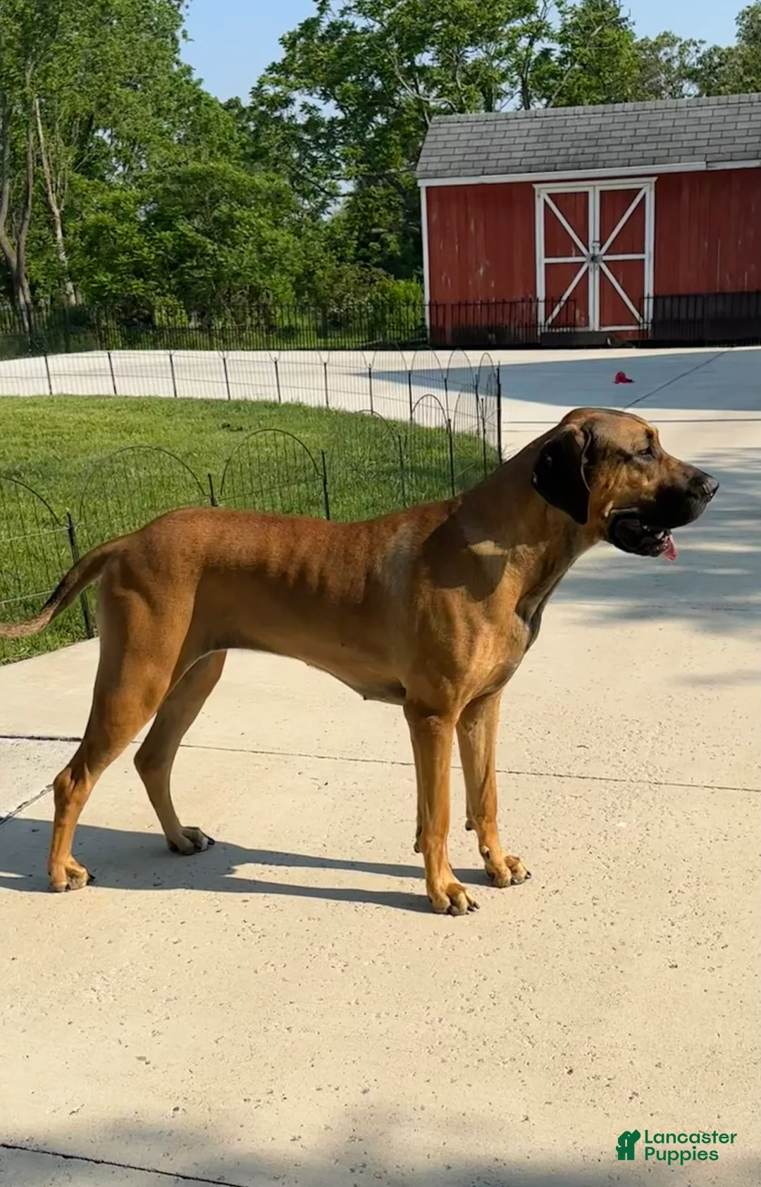 Great Dane dogs for sale: Pink Collar - Ad 4